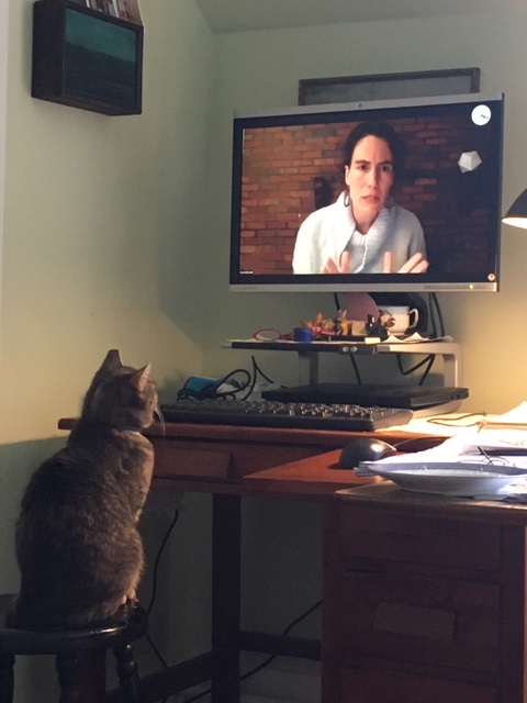 CatWatchinglecture